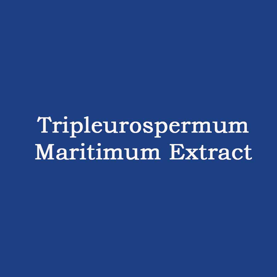 Tripleurospermum Maritimum Extract (Chiết xuất hoa Cúc la mã ven biển)