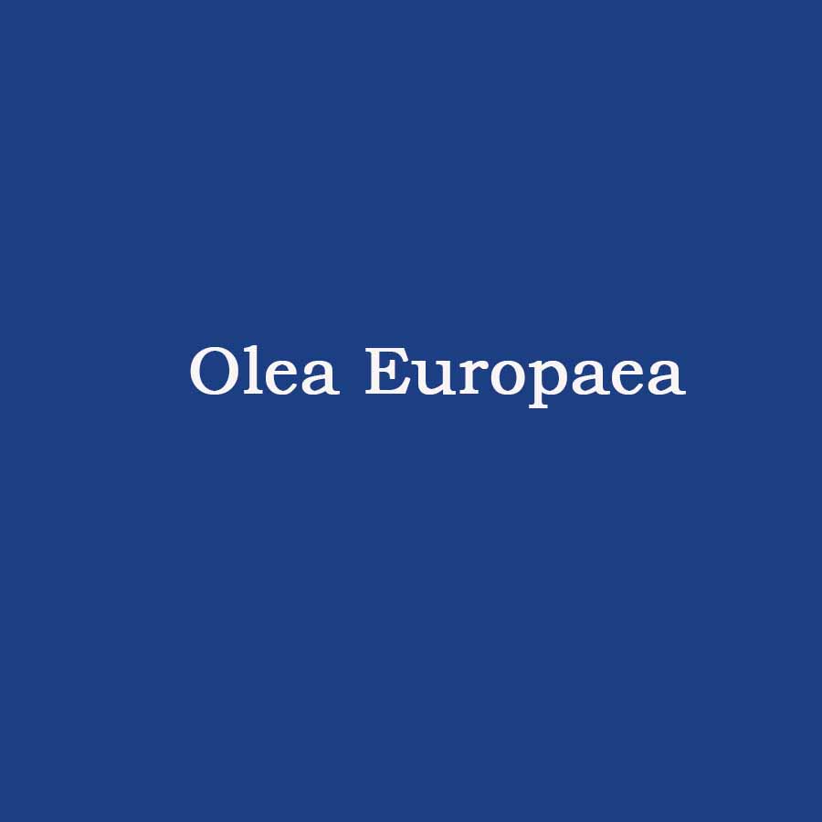 Olea Europaea (Olive) Fruit Oil (Dầu oliu)