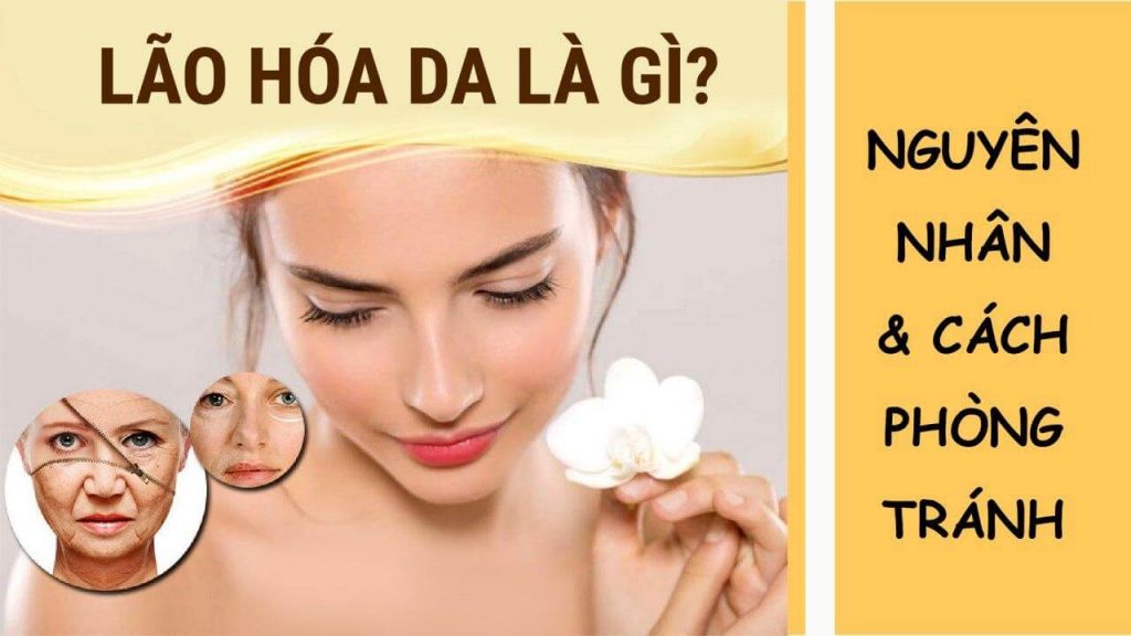 Quá Trình Lão Hóa Của Con Người Diễn Ra Như Thế Nào?