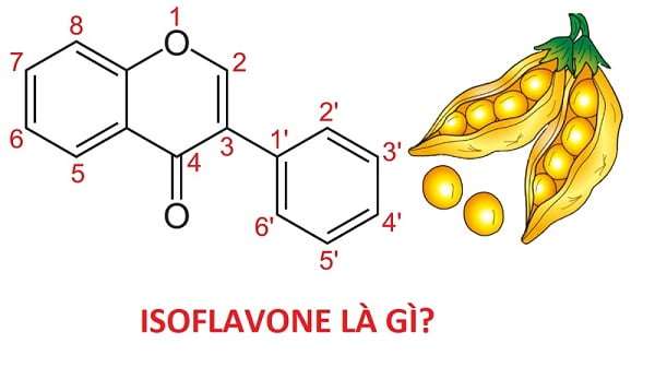 Lợi ích của isoflavone đối với sức khỏe, nội tiết phụ nữ