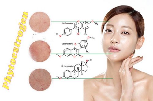 Phytoestrogen Có Tác Dụng Gì?