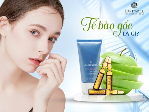 TẾ BÀO GỐC LÀ GÌ