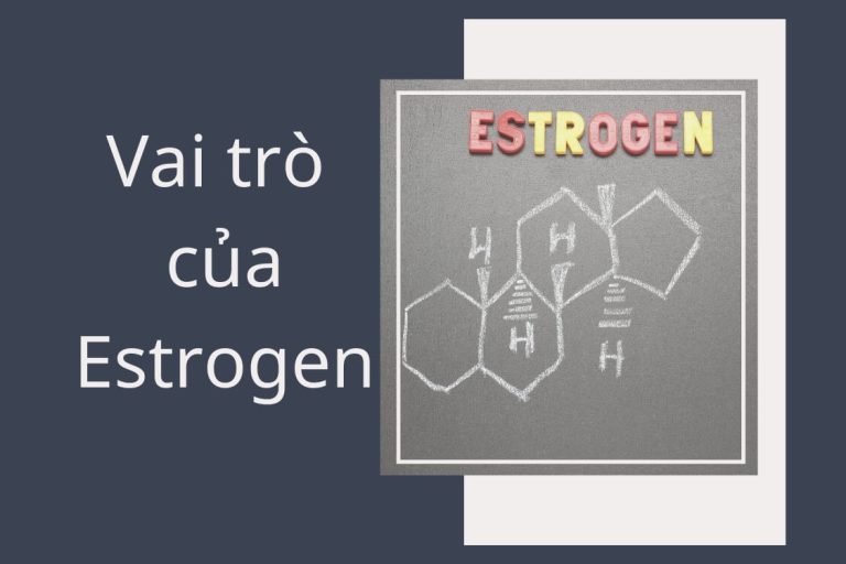 Estrogen và vai trò của Estrogen