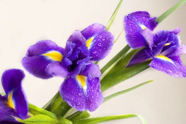 Chiết Xuất Iris – Thành Phần Chống Lão Hóa Bạn Nên Thử